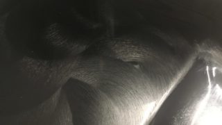 ワックスを塗りこんだ後